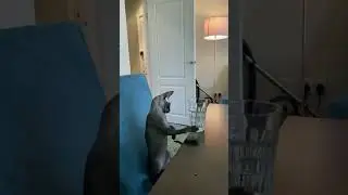 Cute and funny cats #shorts