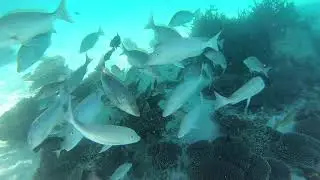 Snorkelling at Coral Bay Western Australia Part 1