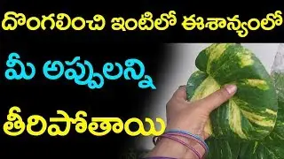 దొంగలించి మన ఇంటిలో ఈశాన్యంలో ఉంచితే మన అప్పులన్నీ మాయం | Best Hope To Earning Money