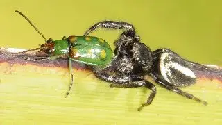 ARAÑA SALTICIDAE atrapando VAQUITA DE SAN ANTONIO