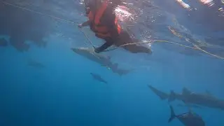 Petualangan Seram ,Berenang Bareng Ikan Paus @ Maldives || Extreem Adventure with Sharks @ Maldives
