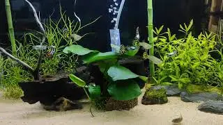 Yellow Tiger Guppy