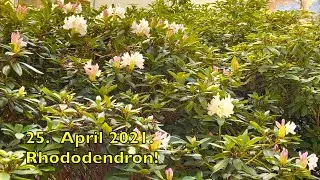 25. April.2021. Im Park. Rhododendren. Bleibt gesund!