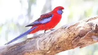 Australian Parrots: Crimson Rosella (Platycercus elegans)