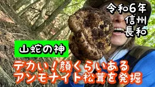 今度はアンモナイトみたいな松茸がとれました　令和6年10月第2週その3️⃣