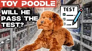 Toy Poodle shows his cuteness & obedience training at 6 months old 🐶🐾