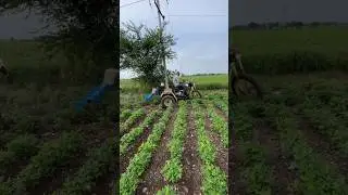 Amazing staring cutting 