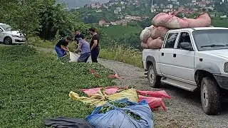 ÇAY YEVMİYESİNDE BİR GÜN