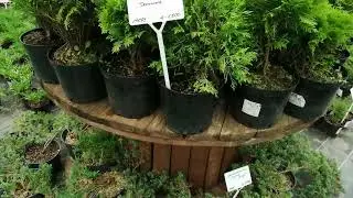 НЕБОЛЬШОЕ ПУТЕШЕСТВИЕ В ПИТОМНИК.