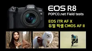캐논 Canon EOS R8 리뷰 #3 : AF / 피사체 검출 추적 성능 테스트