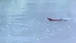 Beaver swiming