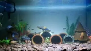 MY AFRICAN CICHLIDS❤️