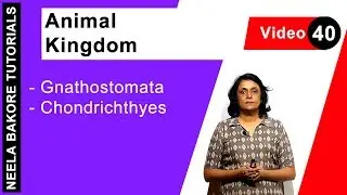 Animal Kingdom | NEET | Gnathostomata - Chondrichthyes | Neela Bakore Tutorials