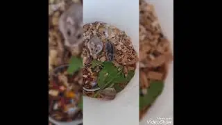 Mostrando minha hamster e os filhotes dela 💕🥰