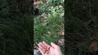 Орешки для белочки
