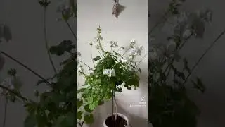 Как зимовка влияет на цветение пеларгоний