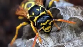 Как оса кормит личинок (трофаллаксис)