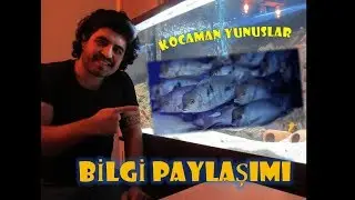 Yunus Balığı Hakkında Herşey. Kurtulmak İstediğim Balık Yunus Ciklet