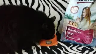 Сухой корм для кошек Karmy Sensitive