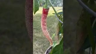 Hot Pepper Spotlight: Rezha Macedonian #vegetablegardening #gardening #hotpepper