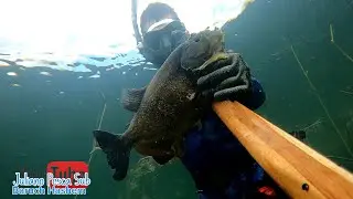 CAPTUREI UM PREDADOR DIFICILMENTE VOCÊ VERA ALGO PARECIDO, LINDO E MORTAL