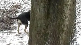 Puppies First Snow