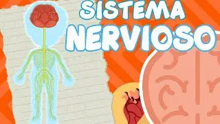 SISTEMA NERVIOSO PARA NIÑOS l videos educativos para niños