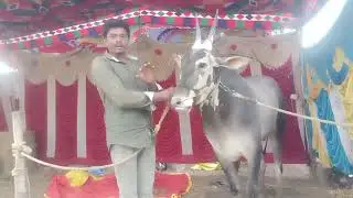 Race Hallikar Bull of Young Farmer Darshan, Srirangapatana Talik in Baby Betta Jhatre