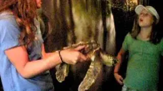 Aquarium - Turtle