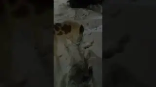 алабай щенок снег игра
