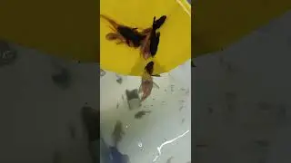 Драконы...