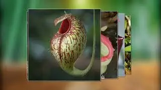 Самые удивительные цветы Мира