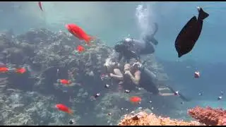 Египет. Дайвинг Рас-Мохаммед.