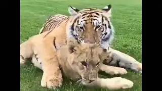 ТИГР И СОБАКА АЛАБАЙ - TIGER AND DOG ALABAI 