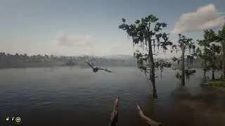 Fly with a pigeon from Sunrise to Midday - RDR2