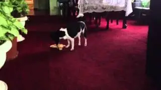 Peanut and sparky