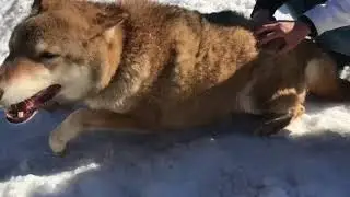Волк кусает волонтера, а совы с эпиляцией приходят в себя.