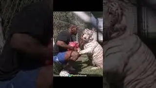 Why Did Mike Tyson Left His Tigers?
