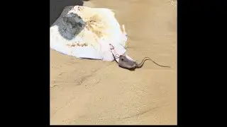 Beach creatures