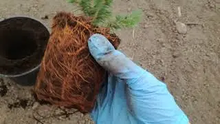 Пересадка ели. Коника. Ель из супермаркета зимой