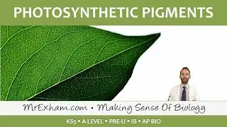 Photosynthesis - Photosynthetic Pigments - Post 16 Biology (A Level, Pre-U, IB, AP Bio)