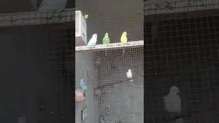 Birds Relax time🕊🦜#shorts #birds #viralvideo