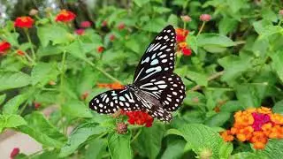 ♪☯Легкая фоновая музыка для релака☯Light background music for relax☯Relax Music harmony of the soul♪
