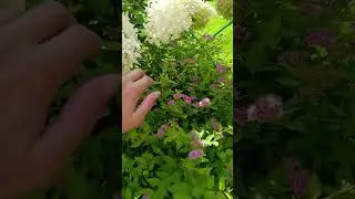 Повторное цветение спиреи японской после стрижки