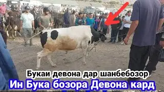Бука дар Шанбебозор хамаро девона кард, нархи гови ширте, 3 июня 2023 г.