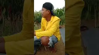 Pengamatan hama dan penyakit pada tanaman cabai
