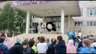 Панда Алёша выполняет акробатический номер - встаёт на одну лапу!