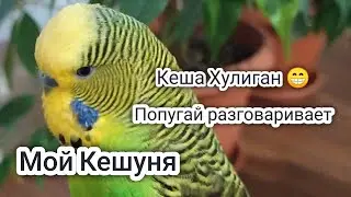 Волнистые попугаи Разговаривают🐦✔️Попугай Кеша Хулиган 🐦 😁✔️Мой домашний питомец