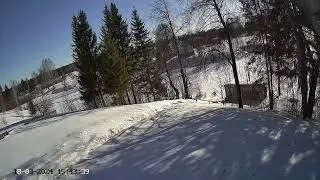 Тетерев готовится токовать