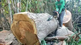 Skills for splitting large trembesi wood with a Stihl MS 382 chainsaw